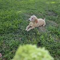 Brooklyn , a female Poodle - Toy  for sale in Cabool, MO – 6 of 10