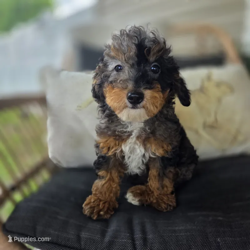 Bridget  – Poodle - Toy  puppy for sale in Cabool, MO