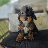 Bridget , a female Poodle - Toy  for sale in Cabool, MO – 1 of 9