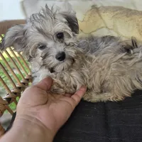 Brinly, a female Poodle - Toy  for sale in Cabool, MO – 3 of 8