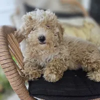 Brooklyn , a female Poodle - Toy  for sale in Cabool, MO – 6 of 6
