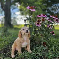 Brooklyn , a female Poodle - Toy  for sale in Cabool, MO – 5 of 10