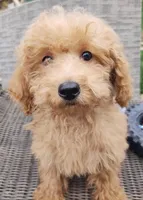 Oscar, a male Poodle - Toy  for sale in Cabool, MO – Photo 6 of 7