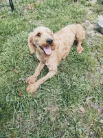 Oscar, a male Poodle - Toy  for sale in Cabool, MO – Photo 1 of 7