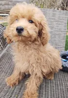 Oscar, a male Poodle - Toy  for sale in Cabool, MO – Photo 3 of 7