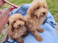 Oscar, a male Poodle - Toy  for sale in Cabool, MO – Photo 7 of 7