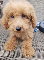 Oscar, a male Poodle - Toy  for sale in Cabool, MO – Photo 2 of 7