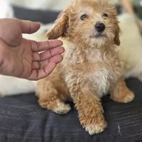BrinBrin, a female Poodle - Toy  for sale in Cabool, MO – 9 of 10