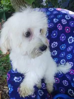 Frisco, a male Coton de Tulear for sale in Cabool, MO – Photo 1 of 3