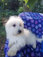Frisco, a male Coton de Tulear for sale in Cabool, MO – Photo 3 of 3