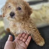 BrinBrin, a female Poodle - Toy  for sale in Cabool, MO – 8 of 10