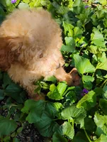 Maverick, a male Poodle - Toy  for sale in Cabool, MO – Photo 7 of 10