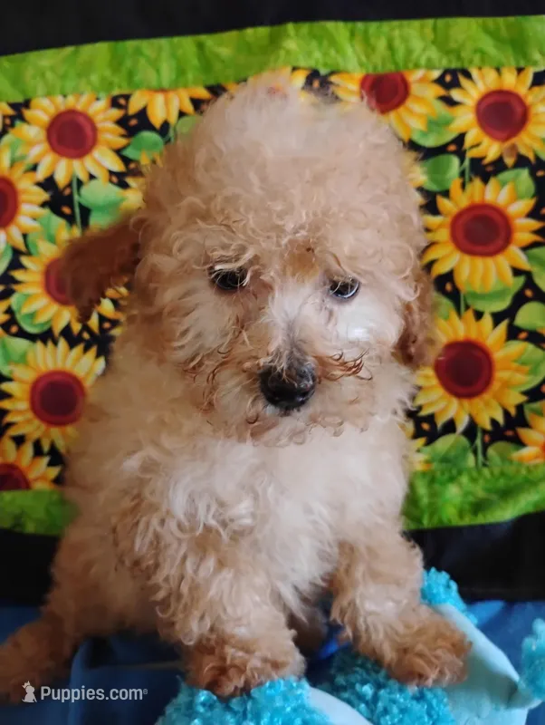 Maverick – Poodle - Toy  puppy for sale in Cabool, MO