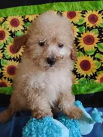 Maverick, a male Poodle - Toy  for sale in Cabool, MO – Photo 6 of 10