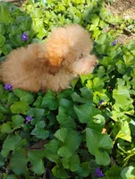 Maverick, a male Poodle - Toy  for sale in Cabool, MO – Photo 9 of 10