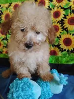 Maverick, a male Poodle - Toy  for sale in Cabool, MO – Photo 4 of 10