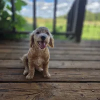 Brooklyn , a female Poodle - Toy  for sale in Cabool, MO – 2 of 10