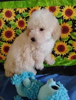 Marley, a male Poodle - Toy  for sale in Cabool, MO – Photo 8 of 8