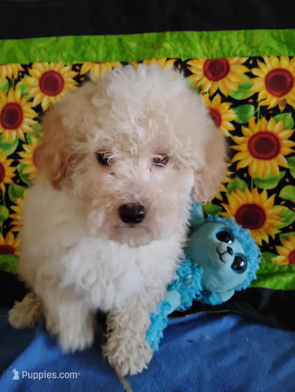 Marley – Poodle - Toy  puppy for sale in Cabool, MO