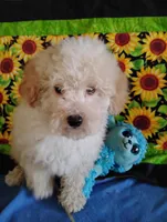 Marley, a male Poodle - Toy  for sale in Cabool, MO – Photo 1 of 8