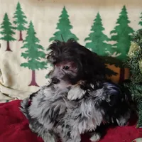 Delphi, a female Coton de Tulear and Poodle - Toy  for sale in Cabool, MO – Photo 3 of 4