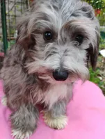 Delphi, a female Coton de Tulear and Poodle - Toy  for sale in Cabool, MO – 3 of 5