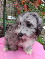 Delphi, a female Coton de Tulear and Poodle - Toy  for sale in Cabool, MO – 2 of 5