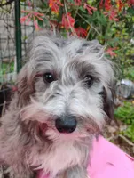 Delphi, a female Coton de Tulear and Poodle - Toy  for sale in Cabool, MO – 4 of 5