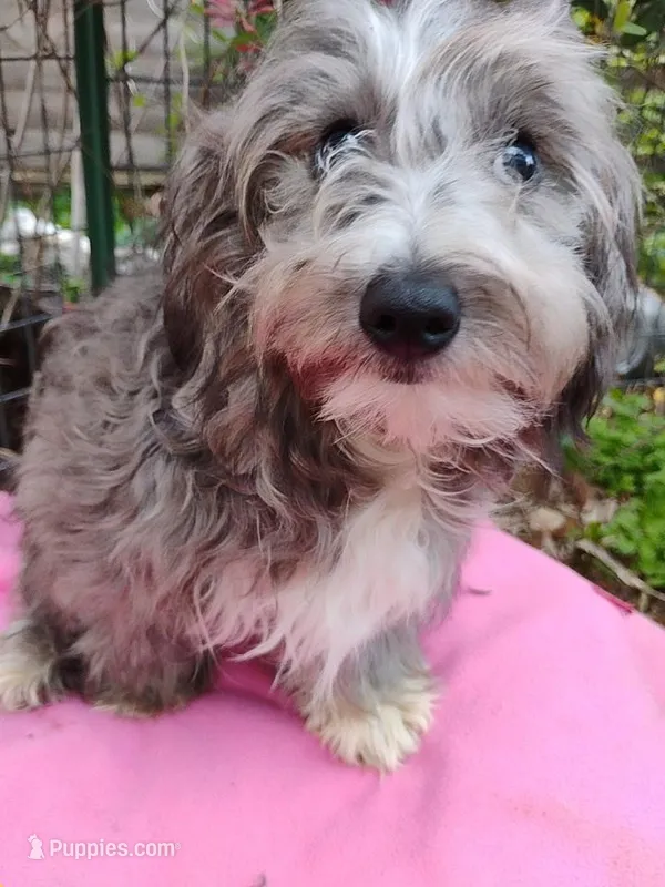 Delphi – Coton de Tulear, Poodle - Toy  puppy for sale in Cabool, MO