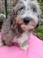 Delphi, a female Coton de Tulear and Poodle - Toy  for sale in Cabool, MO – 1 of 5