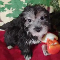 Delphi, a female Coton de Tulear and Poodle - Toy  for sale in Cabool, MO – Photo 1 of 4