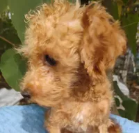 Cooper, a male Poodle - Toy  for sale in Cabool, MO – 5 of 5