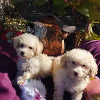Starla, a female Coton de Tulear and Poodle - Toy  for sale in Cabool, MO – Photo 10 of 10