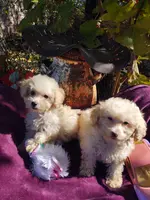 processed/437c25e8-5162-4a33-b90c-260a3b294676/listing/f2a656cc-d714-4c39-837e-db8a062bcf41/313abe31-f0d1-4ec1-92a6-081aa881b0c1