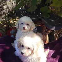 Starla, a female Coton de Tulear and Poodle - Toy  for sale in Cabool, MO – Photo 9 of 10