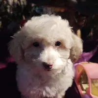 Starla, a female Coton de Tulear and Poodle - Toy  for sale in Cabool, MO – Photo 8 of 10
