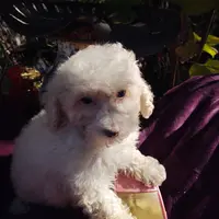 Starla, a female Coton de Tulear and Poodle - Toy  for sale in Cabool, MO – Photo 3 of 10