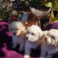 Starla, a female Coton de Tulear and Poodle - Toy  for sale in Cabool, MO – Photo 6 of 10