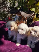 processed/437c25e8-5162-4a33-b90c-260a3b294676/listing/f2a656cc-d714-4c39-837e-db8a062bcf41/c6dfbcbd-d20e-4a9a-bdba-d86ce8f83633