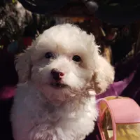 Starla, a female Coton de Tulear and Poodle - Toy  for sale in Cabool, MO – Photo 1 of 10