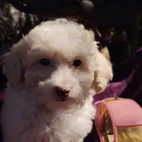 Starla, a female Coton de Tulear and Poodle - Toy  for sale in Cabool, MO – Photo 2 of 10