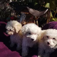 Starla, a female Coton de Tulear and Poodle - Toy  for sale in Cabool, MO – Photo 7 of 10