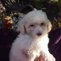 Starla, a female Coton de Tulear and Poodle - Toy  for sale in Cabool, MO – Photo 4 of 10