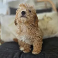 BrinBrin, a female Poodle - Toy  for sale in Cabool, MO – 2 of 10