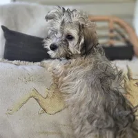 Brinly, a female Poodle - Toy  for sale in Cabool, MO – 6 of 8