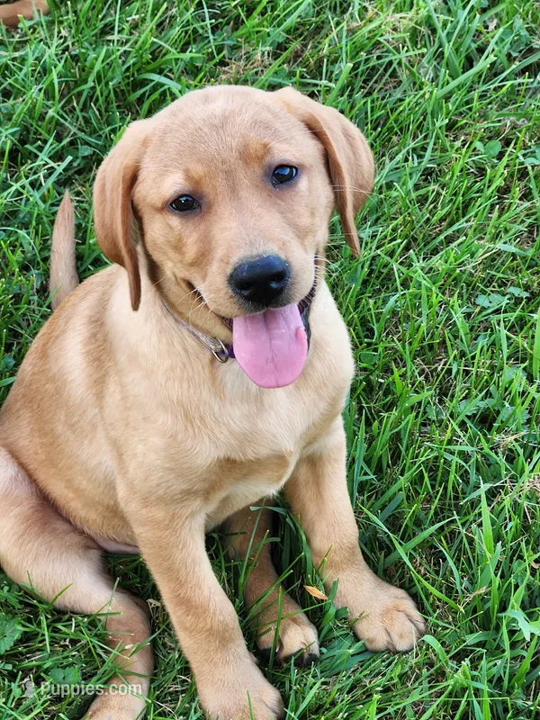 Lucy – Labrador Retriever puppy for sale in Viroqua, WI