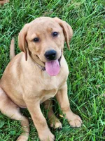 Lucy, a female Labrador Retriever for sale in Viroqua, WI – 1 of 1