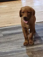 Beau, a male Labrador Retriever for sale in Viroqua, WI – 2 of 2