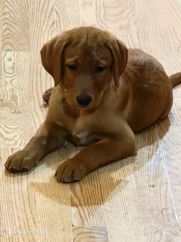 Beau – Labrador Retriever puppy for sale in Viroqua, WI