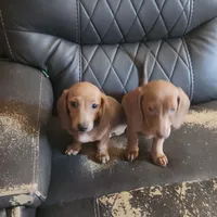 Light Red Female , a female Miniature Dachshund for sale in Punta Gorda, FL – 2 of 2